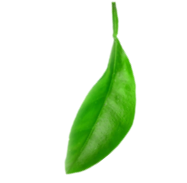 Leaf